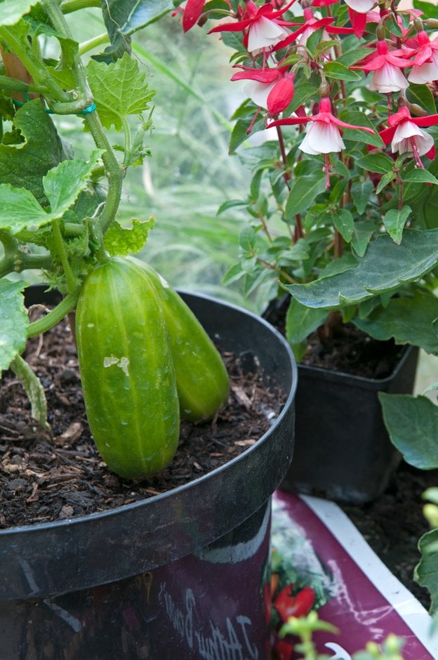 cucumber 'MiniStars'