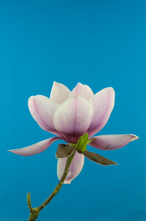 magnolia 'Atlas'