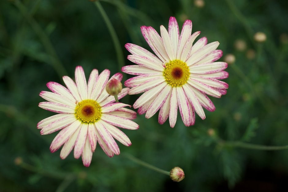 marguerite [LaRita Banana Split]