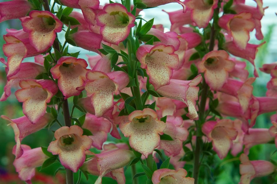 foxglove [Illumination Pink]