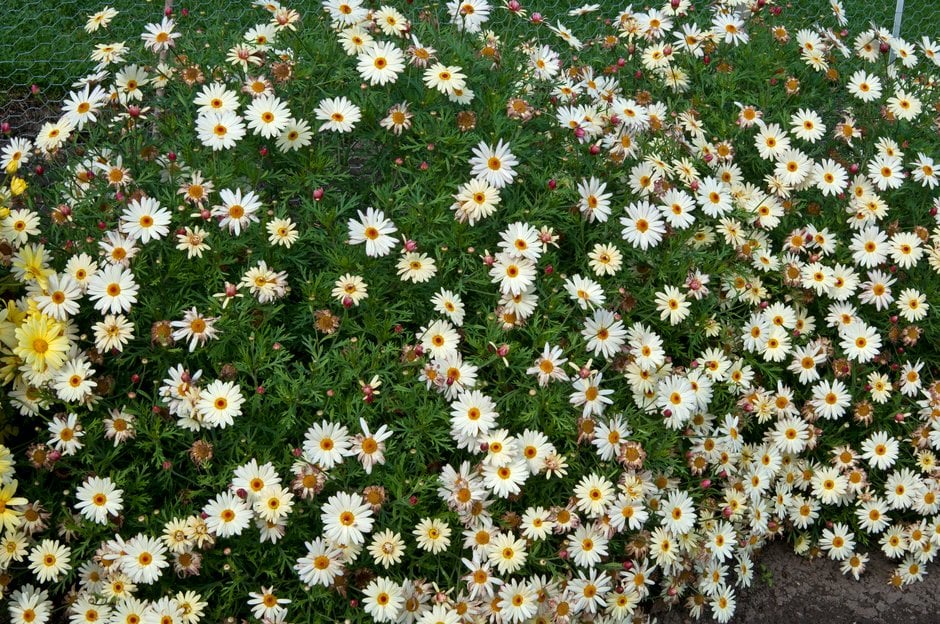 marguerite [LaRita Banana Split]