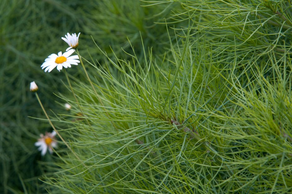 marguerite 'Chelsea Girl'