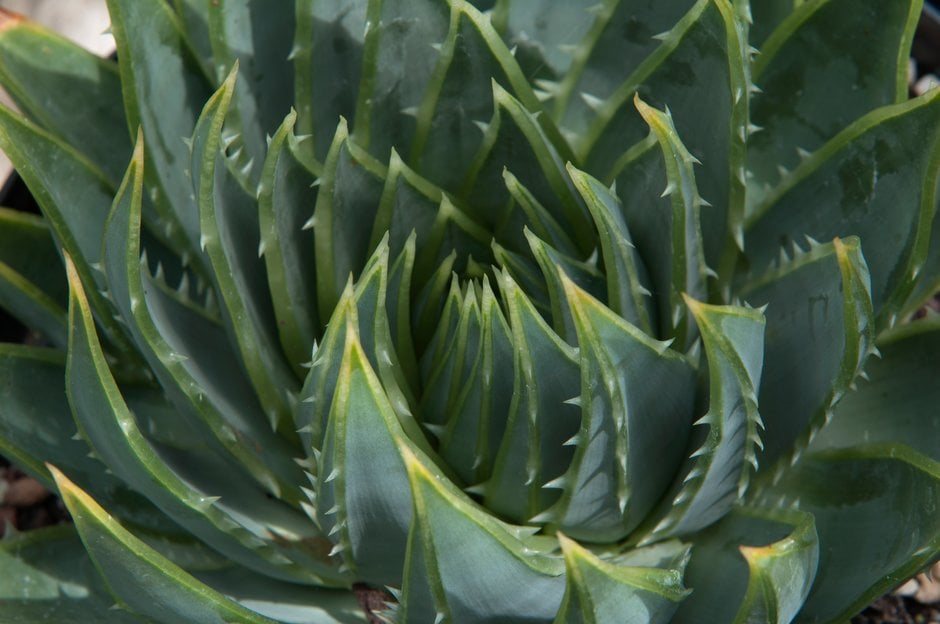 many-leaved aloe
