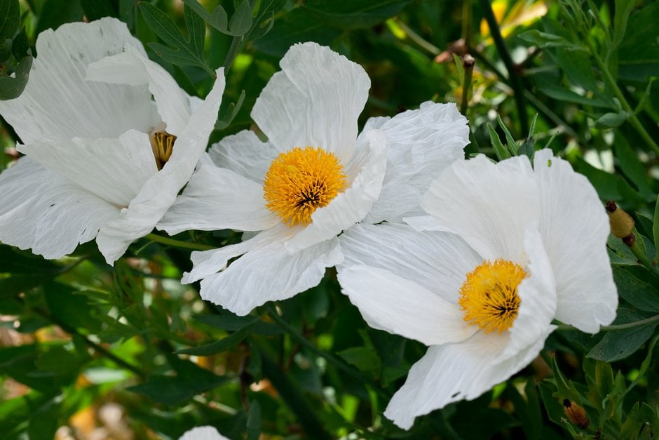 Californian tree poppy