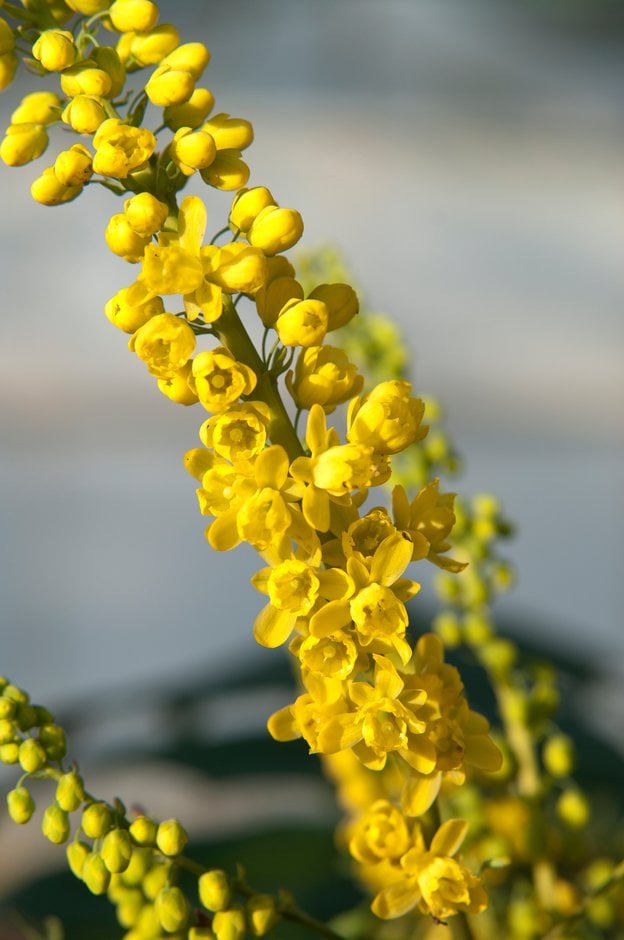 Oregon grape 'Buckland'