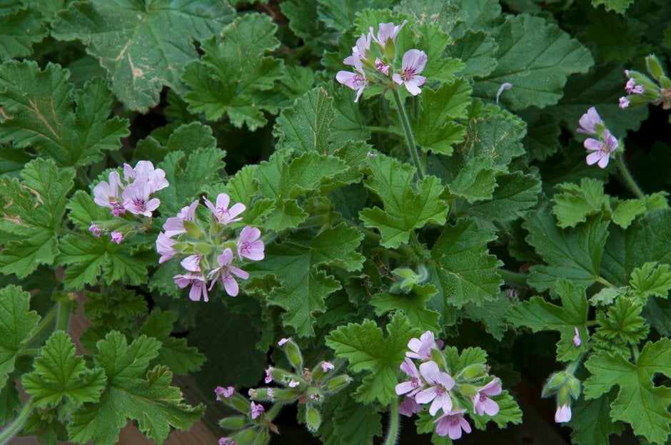 geranium 'Attar of Roses'