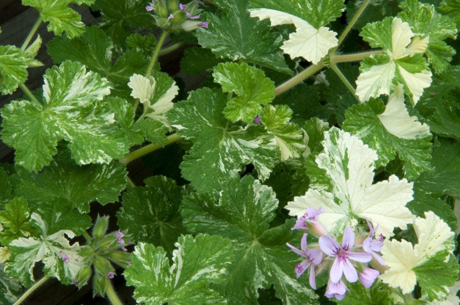 geranium 'Charmay Snowflurry'