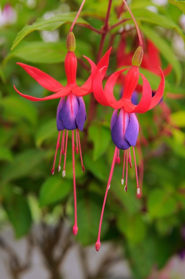 fuchsia 'Schneewitcher'