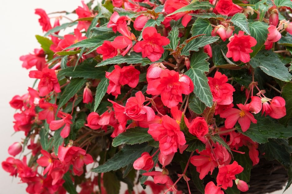 begonia [Cherry Bon Bon]