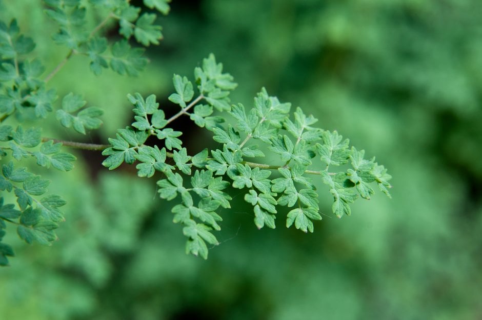 lesser meadow rue 'Adiantifolium