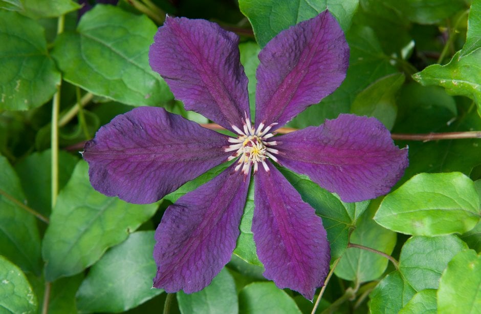 Clematis &Kiev& (Vt) | clematis &Kiev& Climber Wall Shrub/RHS