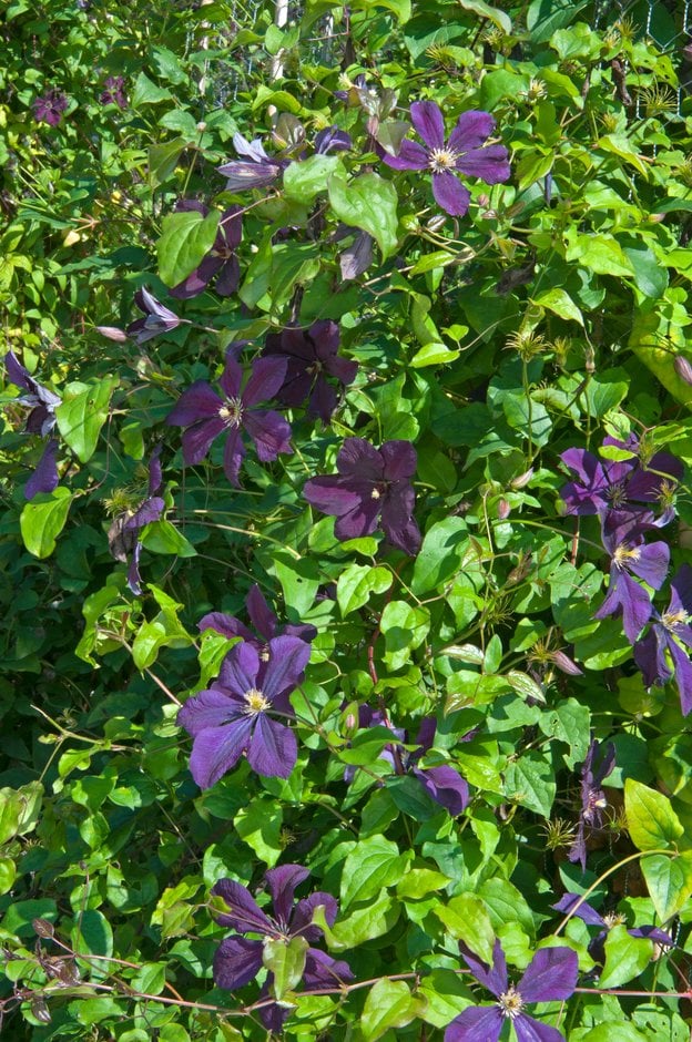 clematis 'Kiev'