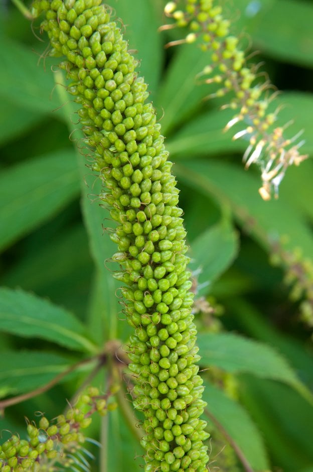 Culver's root 'Pointed Finger'