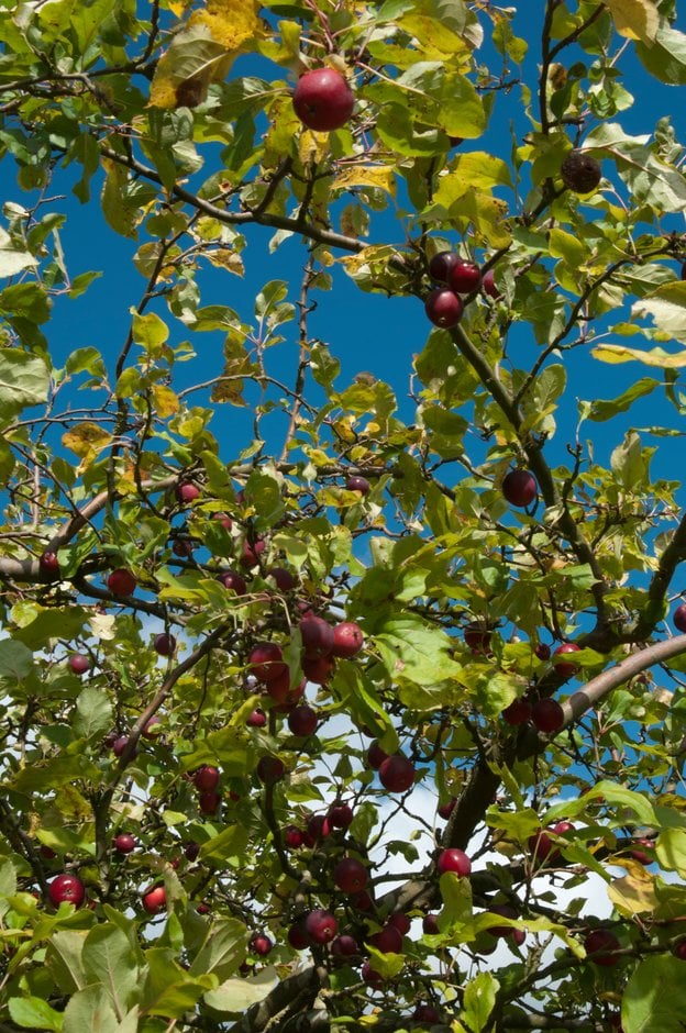 crab apple 'Wisley Crab'