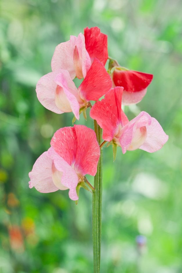 sweet pea 'Duo Salmon'
