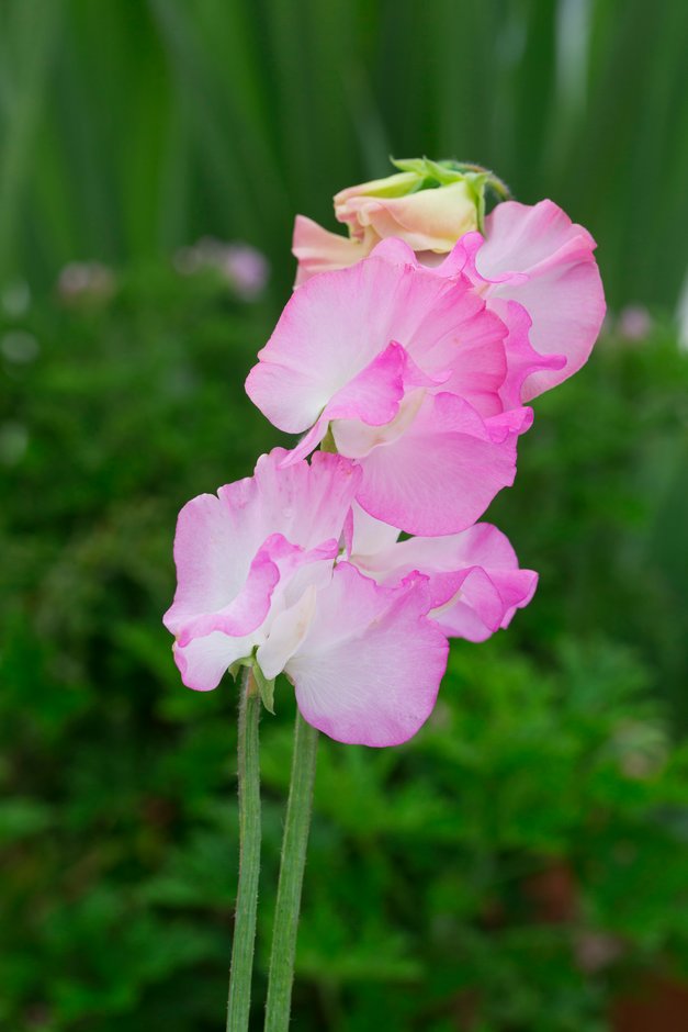 sweet pea 'Gwendoline'