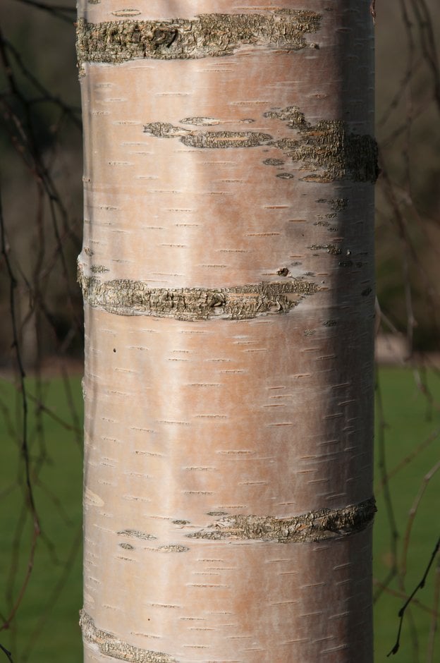 silver birch 'Tristis'