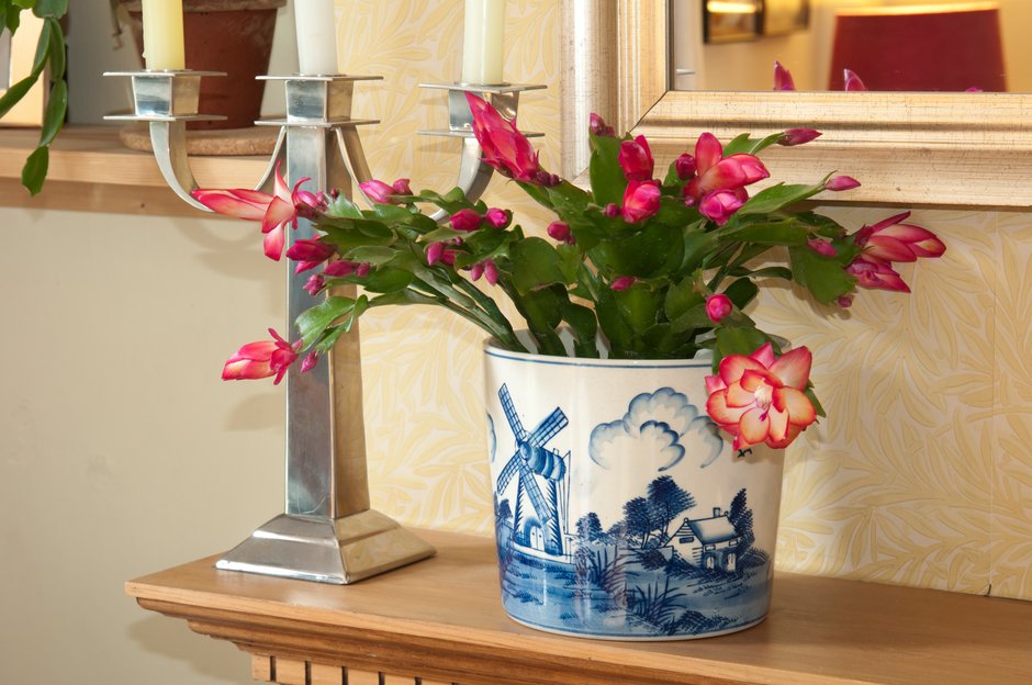 Christmas cactus