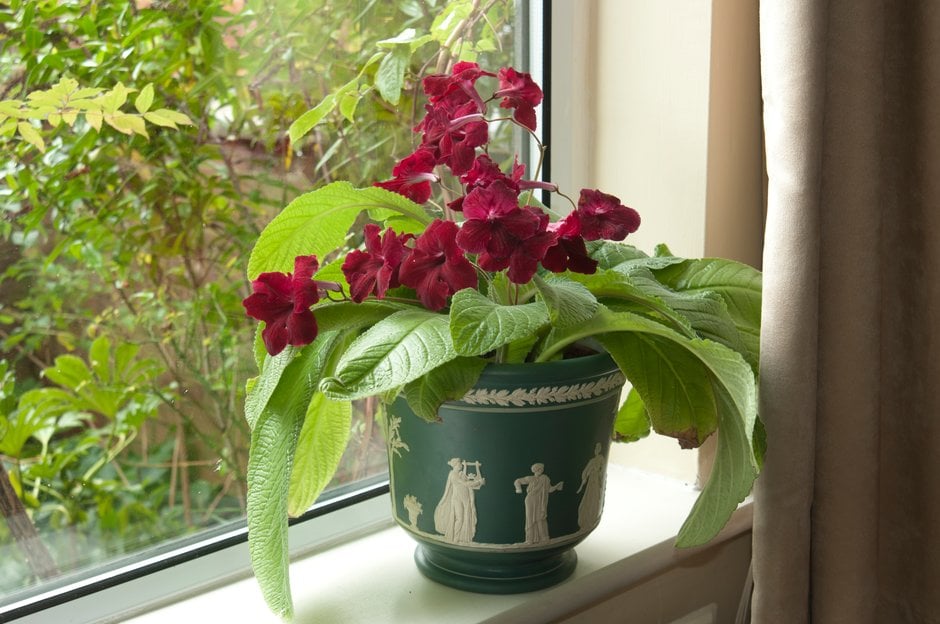 Cape primrose 'Watermelon Wine'