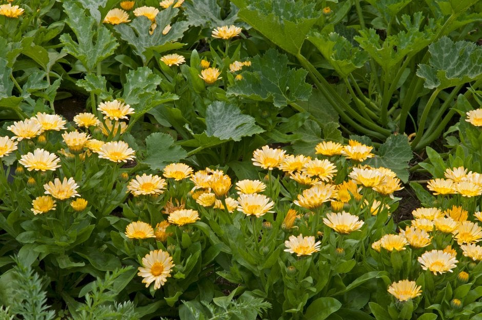 marigold 'Apricot Pygmy'
