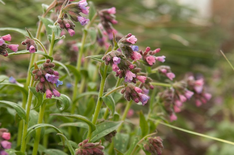 lungwort 'Stillingfleet Meg'