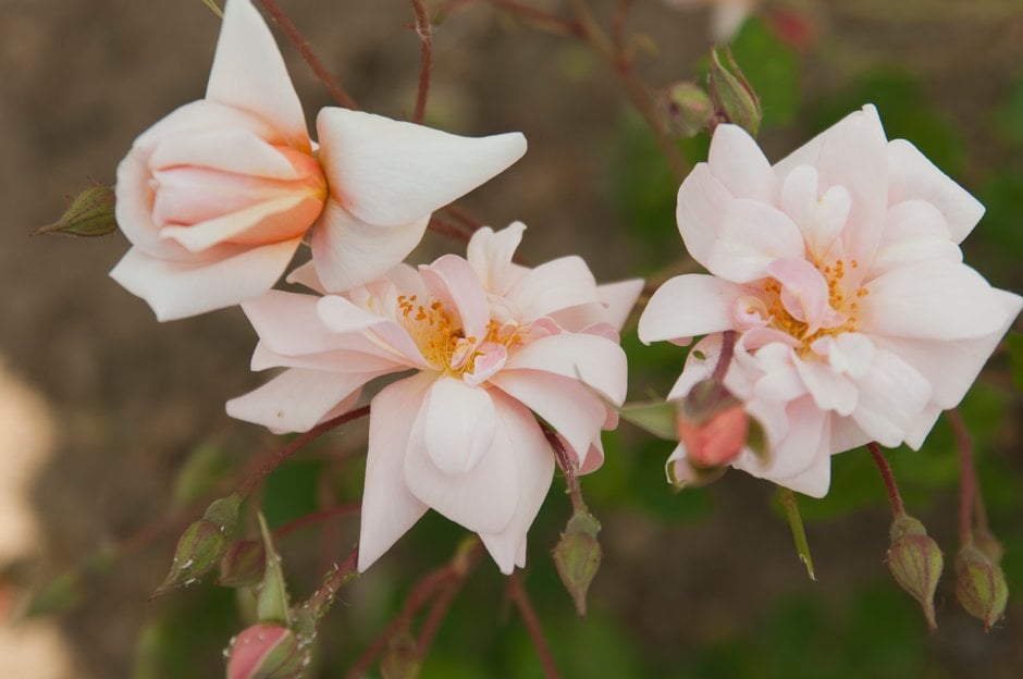 Rosa 'Perle d'Or' (Poly)