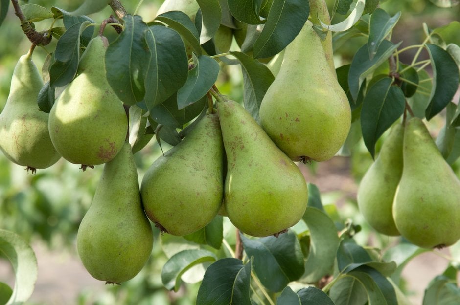 Pyrus communis &Concorde& (D) | pear &Concorde& Fruit Edible/RHS Gardening