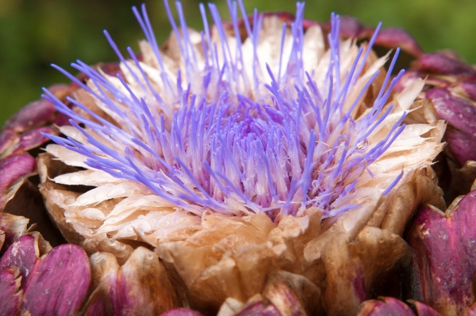 globe artichoke