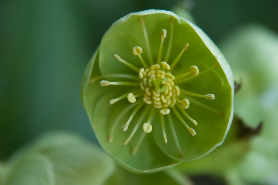 holly-leaved hellebore