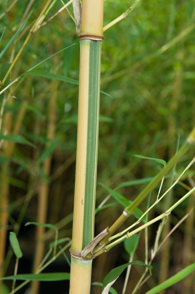showy yellow groove bamboo