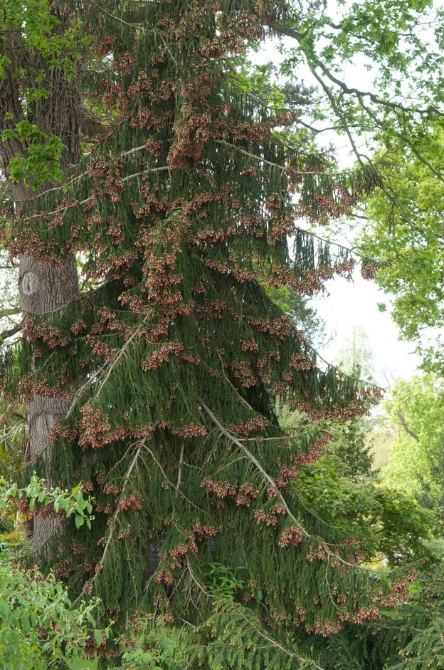 golden oriental spruce