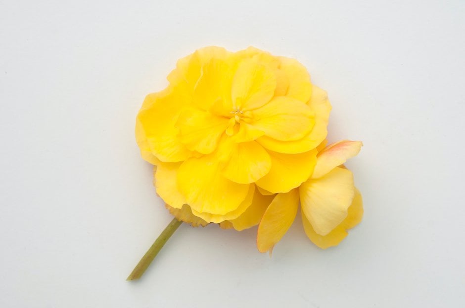 begonia 'Lemon Fizz'