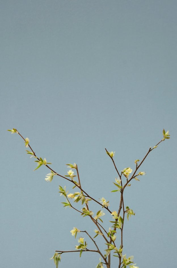 buttercup witch hazel