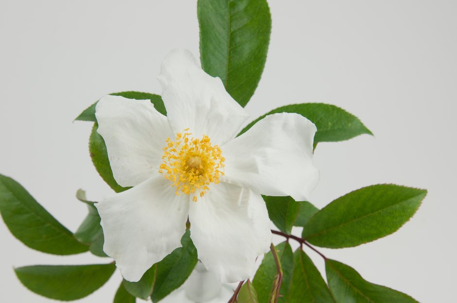 Cooper's Burma rose