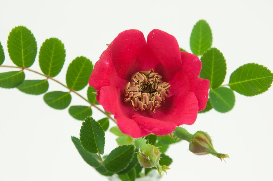 rose 'Geranium'