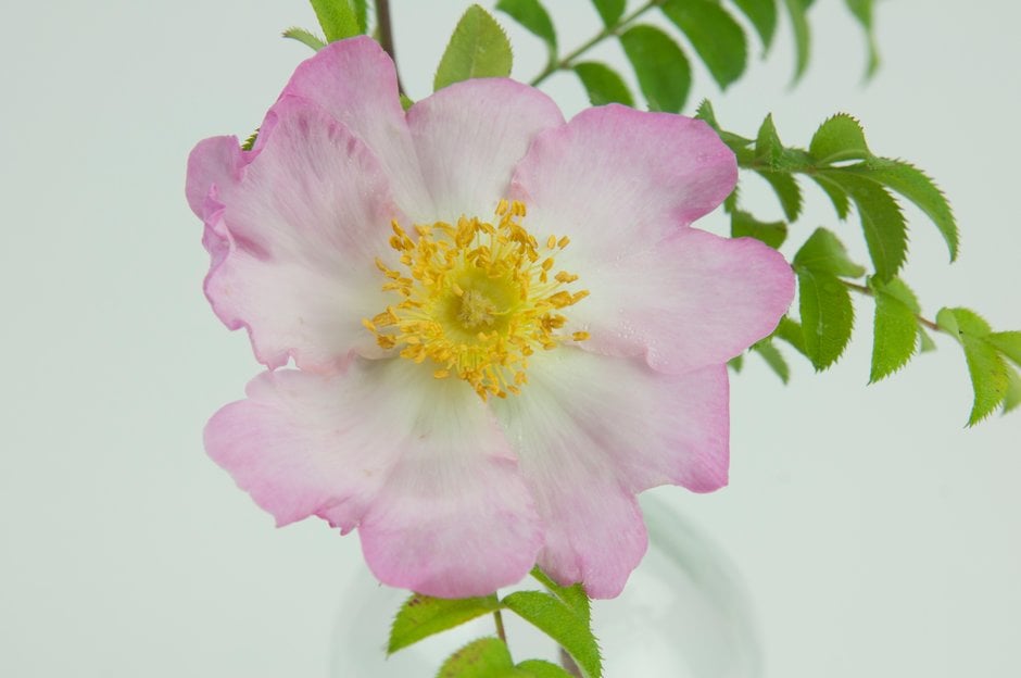 burr rose