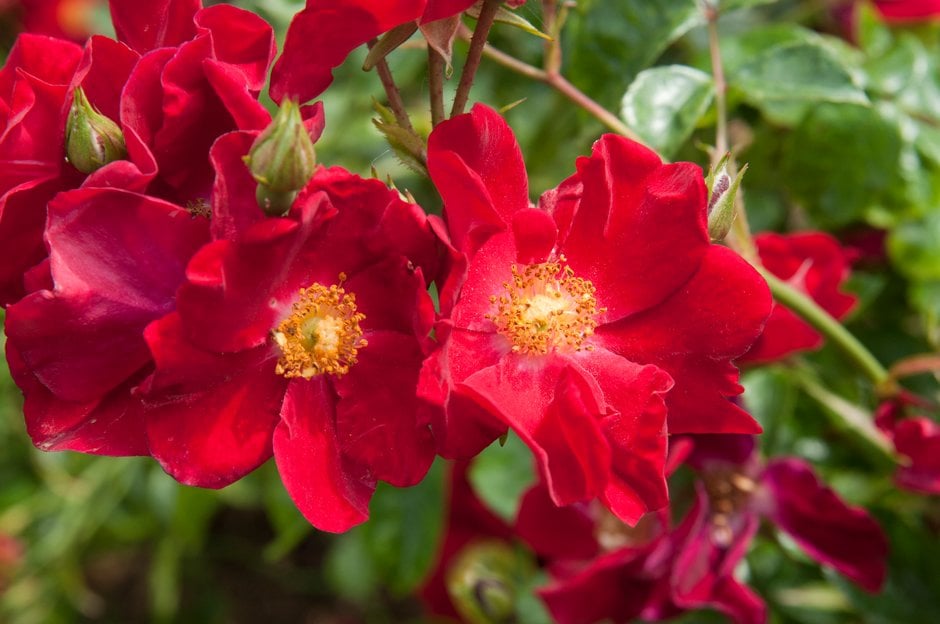 Rosa Flower Carpet Red Velvet (&Noare&PBR) (GC/S) | rose [Flower Carpet ...