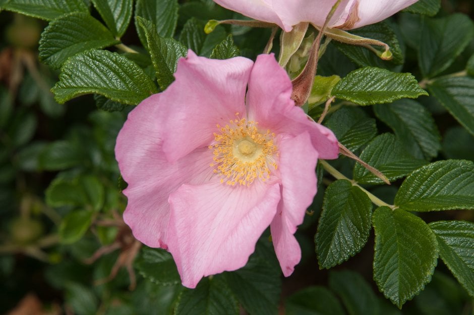 rose 'Fru Dagmar Hastrup'