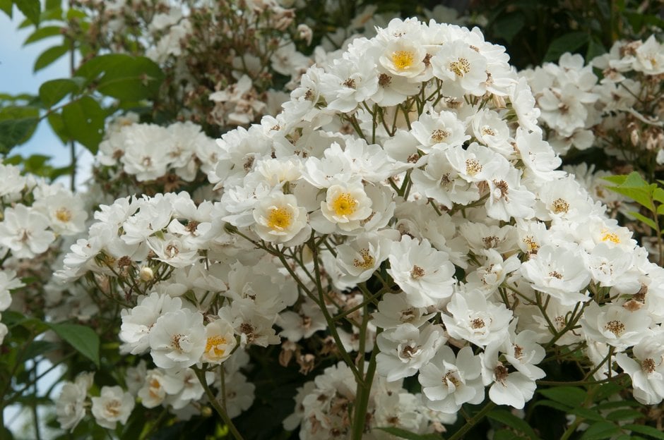 rose 'Seagull'