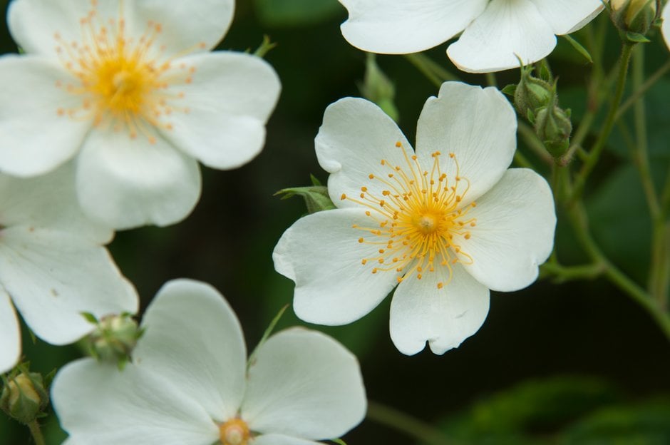 Helen's rose