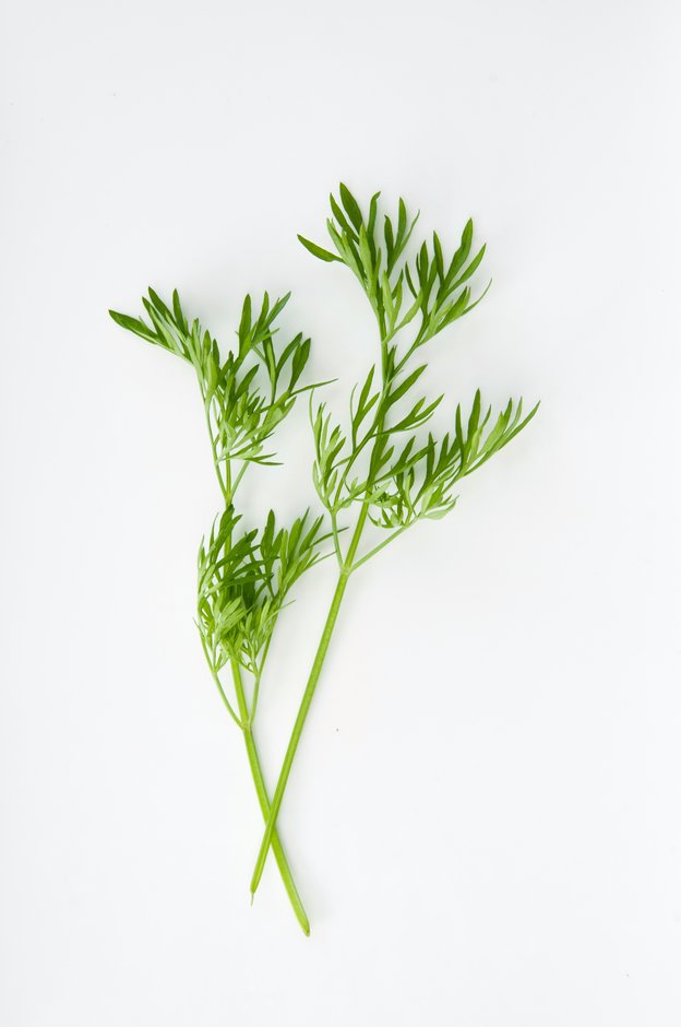coriander 'Confetti'