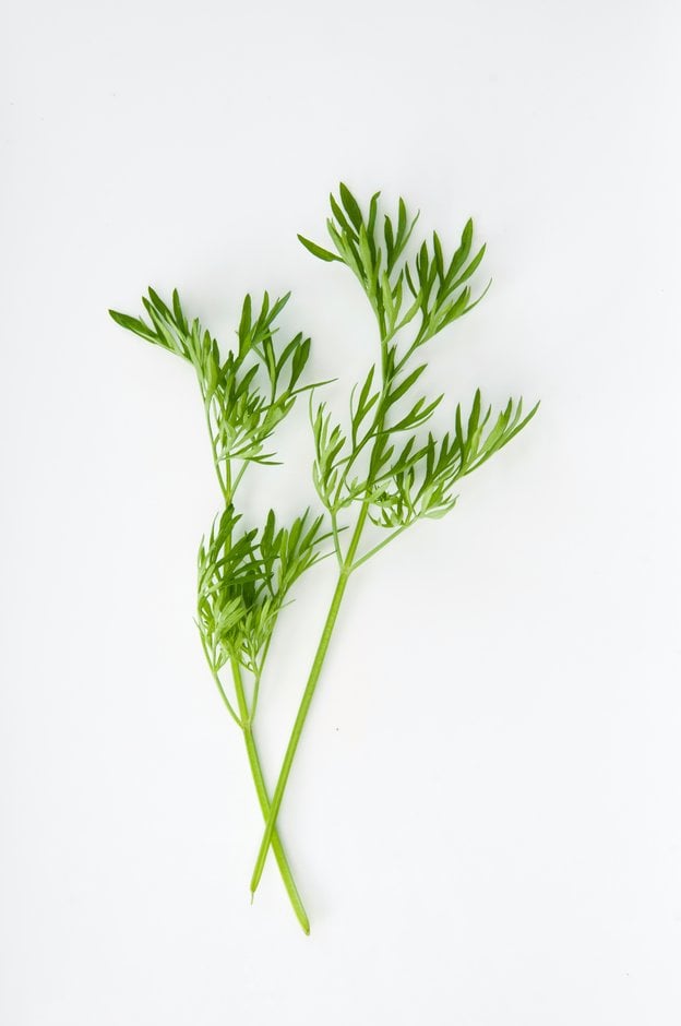 coriander 'Confetti'