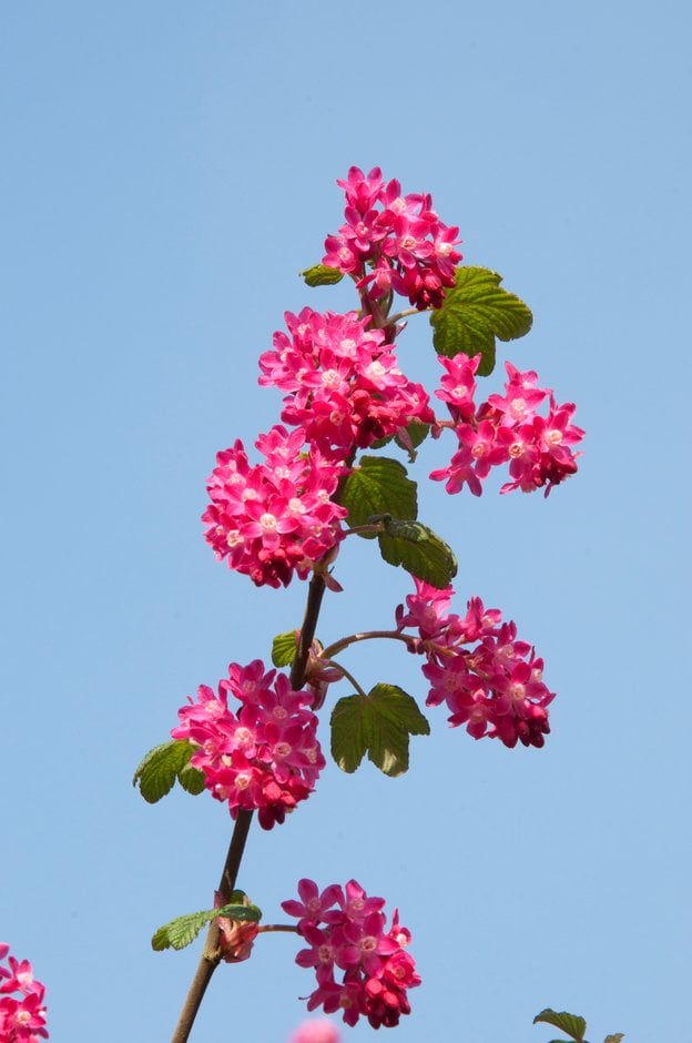 flowering currant 'Red Pimpernel'