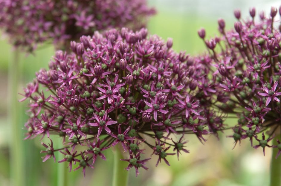 allium 'Miami'