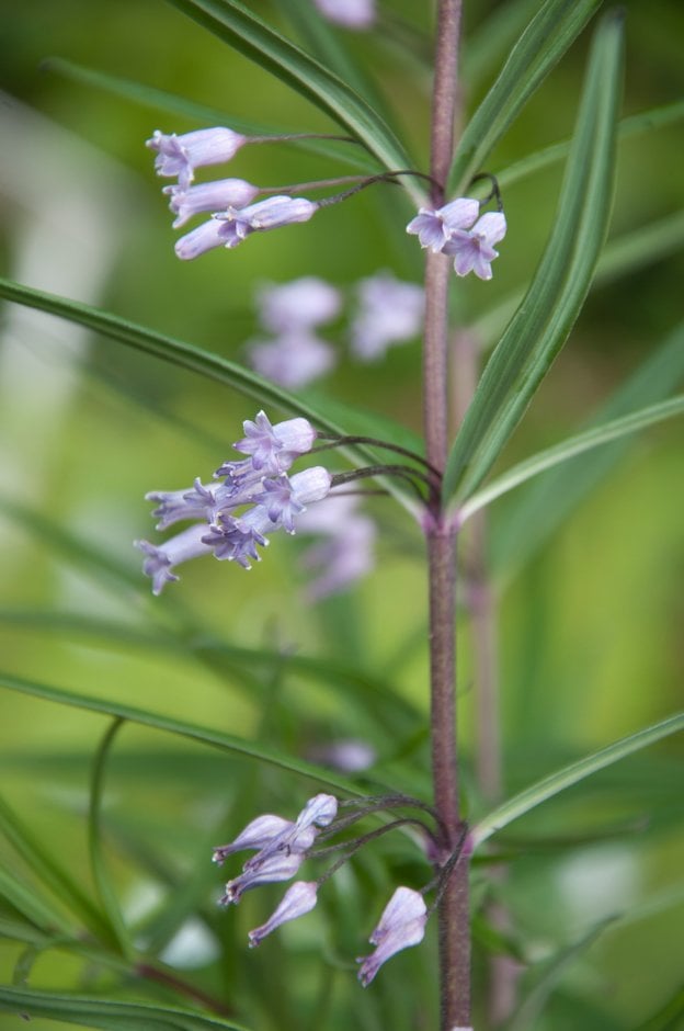 whorled Solomon's Seal 'Rubrum'