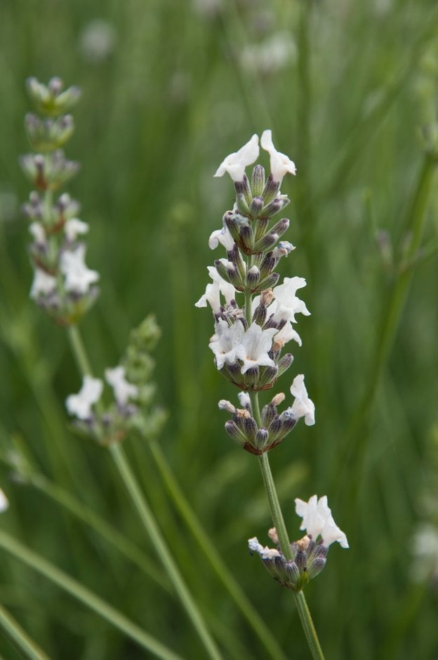 lavender 'Edelweiss'