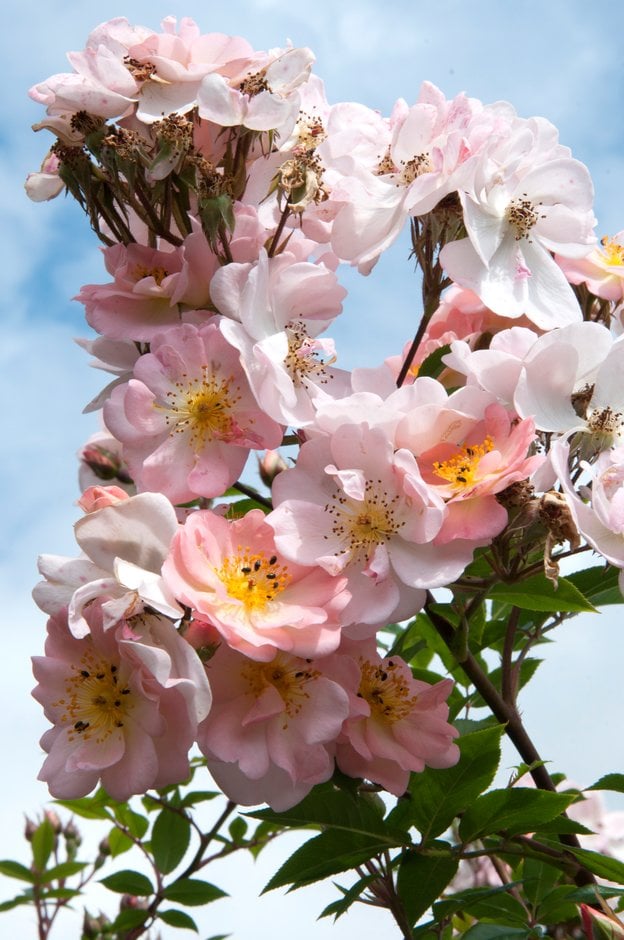 Rosa Open Arms ('Chewpixcel'PBR) (ClMin) Rosa Open Arms ('Chewpixcel'PBR) (ClMin)