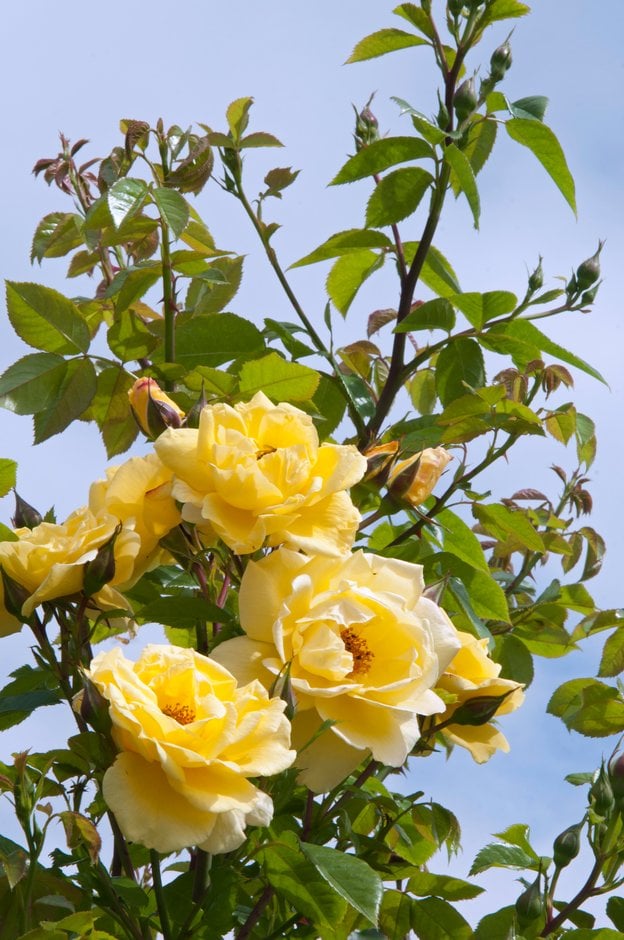 その他 RULE of ROSE Rule of Rose (USA) : Free Download, Borrow, and Streaming
