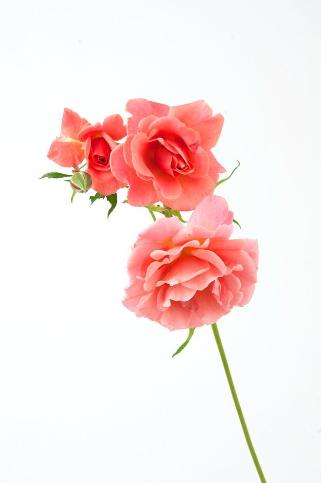 rose 'Alibaba'