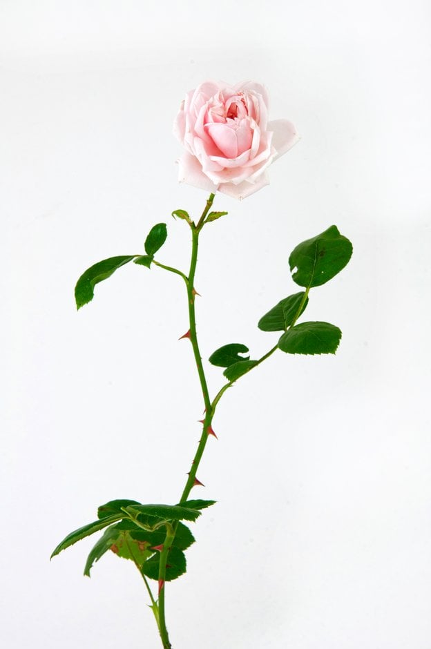 rose [Awakening]